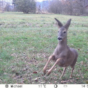Wildbret aus Reh- / Rot- und Schwarzwild